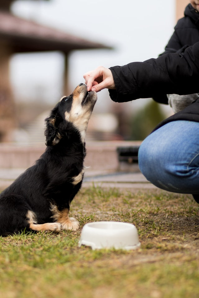 Pet Nutrition & Diet Planning